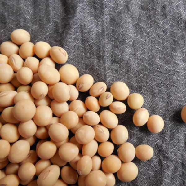 Сила сои и соевого белка