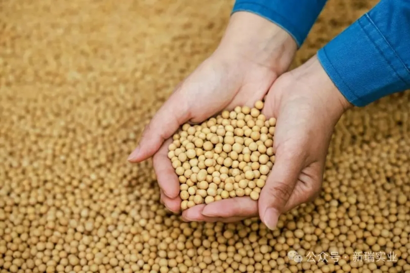 Изолированный соевый белок содержит глютен？